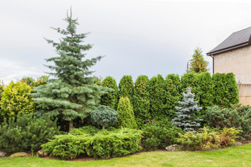 Landscaping conifers. Mix. Green fence