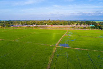Green paddy rice plantation field sunset light agricultural industry
