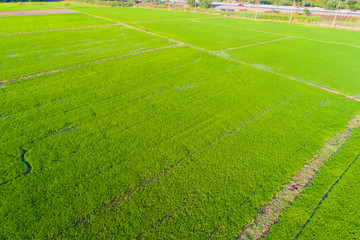 Green paddy rice plantation field sunset light agricultural industry