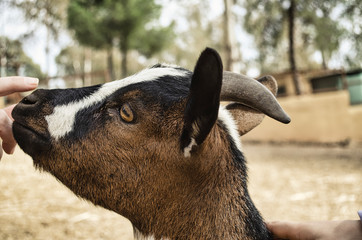Fototapeta premium Side view of a beautiful brown, black and white goat enjoying caresses