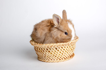 cute little Easter Bunny sitting in a basket with on a white background