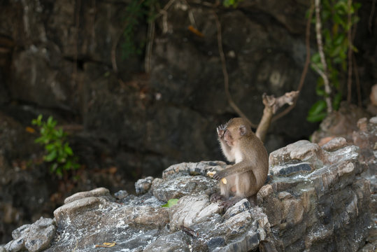 Cute little monkey eating and sitting on a rock.