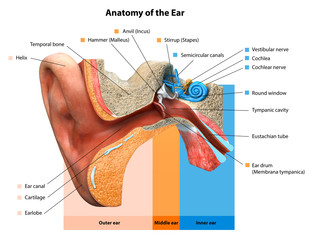 Human ear anatomy. Ears inner structure, Medical Education Chart of Biology,Human ear in medical concept, anatomical structure,3D rendering