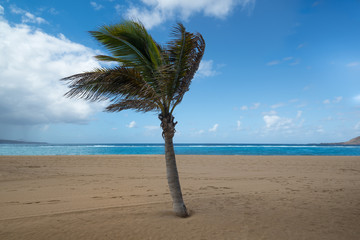 Windy weather and lonely palm tree on  seacoast. Beautiful beach seascape, palm tree on the sand. Palm tree branches blowing in the wind.