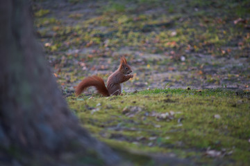 Eichhörnchen