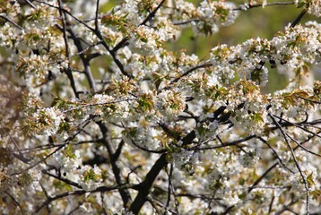 Baumblüte
