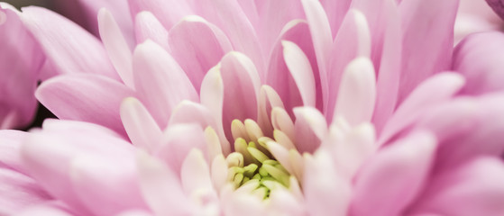 Abstract floral background, pink chrysanthemum flower. Macro flowers backdrop for holiday brand design