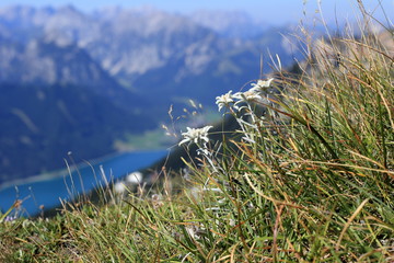 some edelweis flowers