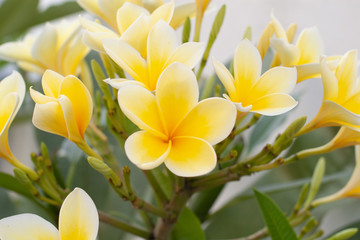 プルメリア　インドソケイ　南国の 黄色い花
