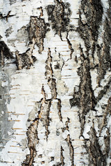 Birch trunk. Close-up of birch bark.