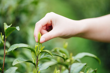 An Asian woman's hand is picking tea