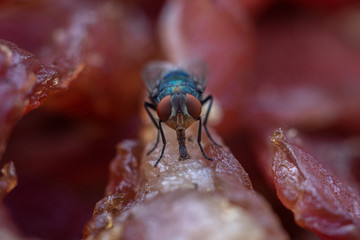 Close up flies
Flies spreading germs