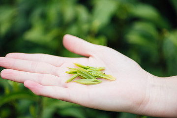 An Asian woman's hand is picking tea