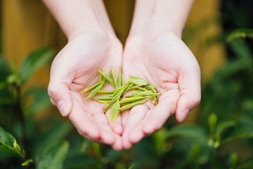 An Asian woman's hand is picking tea