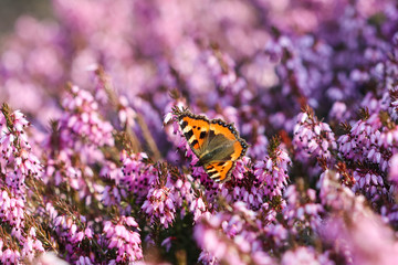 Pink Erica Carnea flowers (Winter Hit) and a butterfly in a spring garden