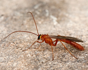 Orhion luteus Wasp