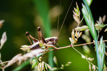 Macrophotographie, Insecte posé sur une feuille