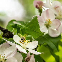 valuable bees collect pollen