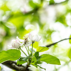 valuable bees collect pollen
