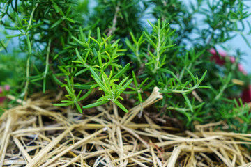 Rosemary leaves that are planted in the backyard