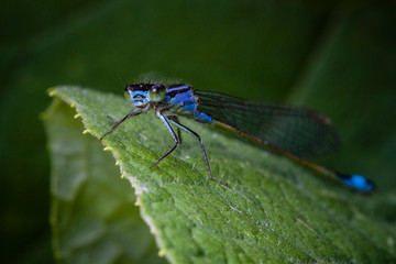 Macrophotographie, Insecte posé sur une feuille