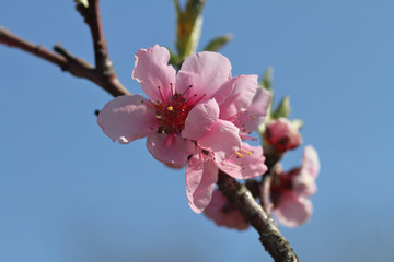 rosa Kirschblüte