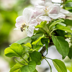valuable bees collect pollen