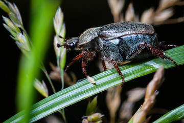 Macrophotographie, Insecte posé sur une feuille