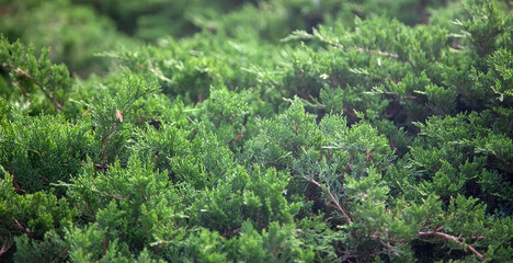 Cypress needles, cypress thickets