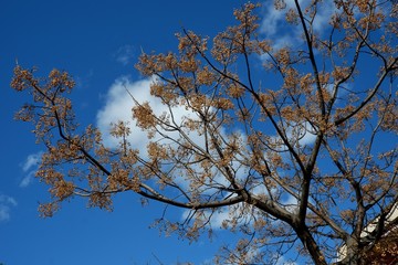 A tree on the sky background