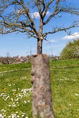 Sciete drzewo. Suchy pien. Wiosenne porzadki w ogrodzie.  Zblizenie drzewa. Wiosna w ogrodzie.  Stokrotki i mlecze na lace.  Ogrod pod blekitnym niebem. © ff25