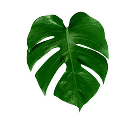 leaf monstera isolated on white background ,Green leaves pattern