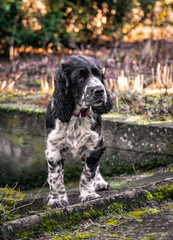 Springer Spaniel - szczeniak w ogrodzie © Krzysztof