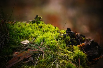 incredibly green moss growing on an old tree trunk in a suburban forest.