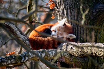 red panda in tree