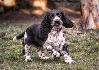 Springer Spaniel - szczeniak w ogrodzie © Krzysztof