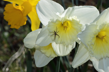Spinne in Narzisse