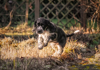 Springer Spaniel - szczeniak w ogrodzie © Krzysztof