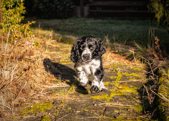 Springer Spaniel - szczeniak w ogrodzie © Krzysztof