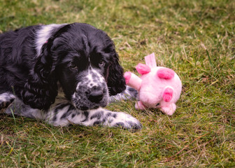 Springer Spaniel - szczeniak w ogrodzie © Krzysztof