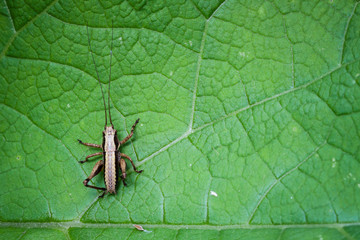 Macrophotographie, Insecte posé sur une feuille