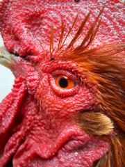 close up bill ,beak ,eye and face of rooster, rooster head close up