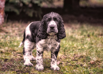 Springer Spaniel - szczeniak w ogrodzie © Krzysztof