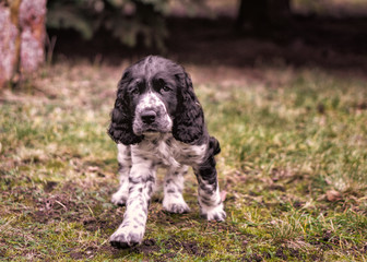 Springer Spaniel - szczeniak w ogrodzie