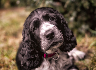 Springer Spaniel - szczeniak w ogrodzie