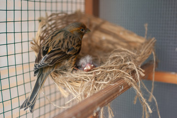 鳥の親子、ひなの写真