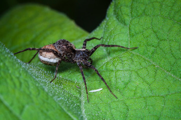 Macrophotographie, Insecte posé sur une feuille