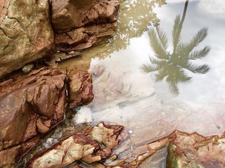 A palm reflecting in water