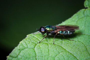 Macrophotographie, Insecte posé sur une feuille