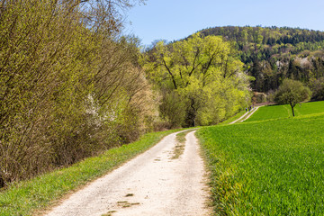 Fototapeta na wymiar Droga wsrod pol na wsi. Spacer obok drzew. Wypoczynek na swiezym powietrzu. Tereny wiejskie. Wreszcie wiosna. 